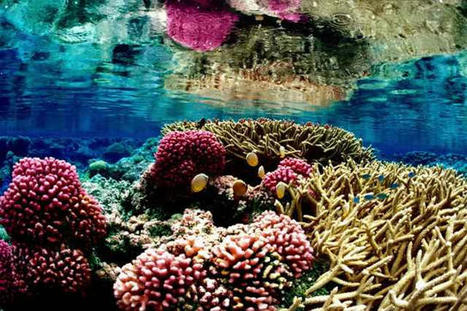Sous-estimés, il y aurait autant de coraux dans le Pacifique qu'il y a d'arbres en Amazonie - Heidi.news | Histoires Naturelles | Scoop.it