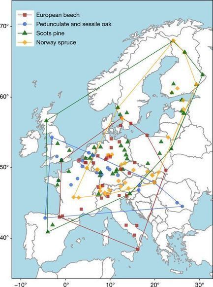 La pollution pénalise un champignon qui alimente les arbres européens | EntomoNews | Scoop.it