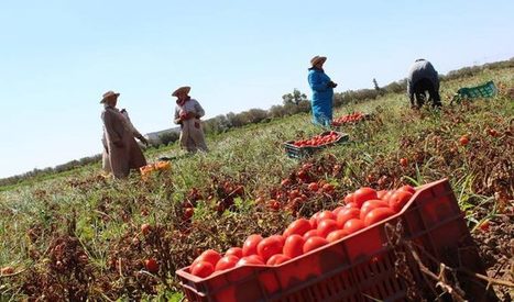 TUNISIE : Distribution des produits agricoles :&nbsp;vers une refonte n&eacute;cessaire pour plus de transparence et d&rsquo;&eacute;quit&eacute; | CIHEAM Press Review | Scoop.it