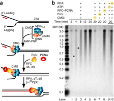 Mechanism of asymmetric polymerase assembly at the eukaryotic replication fork | Genetics - GEG Tech top picks | Scoop.it