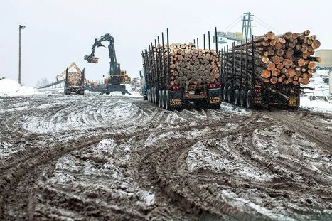 Lumber Market Crash Is Probably Over, Resolute Forest Says | Timberland Investment | Scoop.it