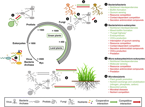 Microbial interactions within the plant holobiont | RMH | Scoop.it