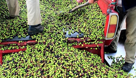 ESPAGNE : La hausse des prix contribue à la flambée des vols d'olives à Jaén | CIHEAM Press Review | Scoop.it