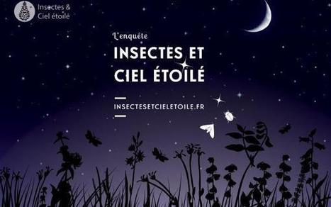 Quelle pollution lumineuse près de chez vous ? Et agit-elle sur les populations d'insectes ? | Variétés entomologiques | Scoop.it