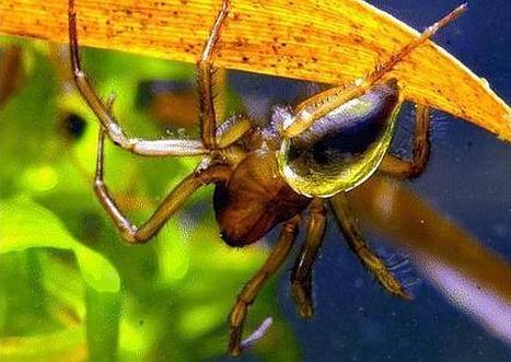 El secreto de las arañas que respiran bajo el agua - ABC.es | Bichos en Clase | Scoop.it