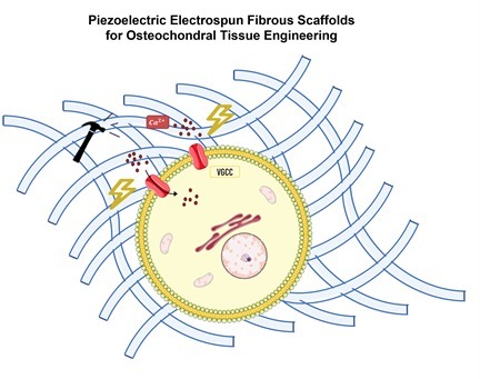 Piezoelectric Nanofibers for Osteochondral Tissue Engineering | iBB | Scoop.it