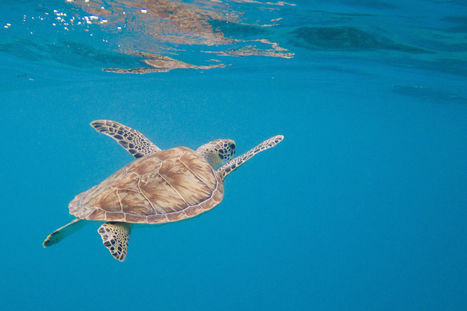 À Mayotte, les tortues menacées par le braconnage · Paris Match.be | Biodiversité | Scoop.it