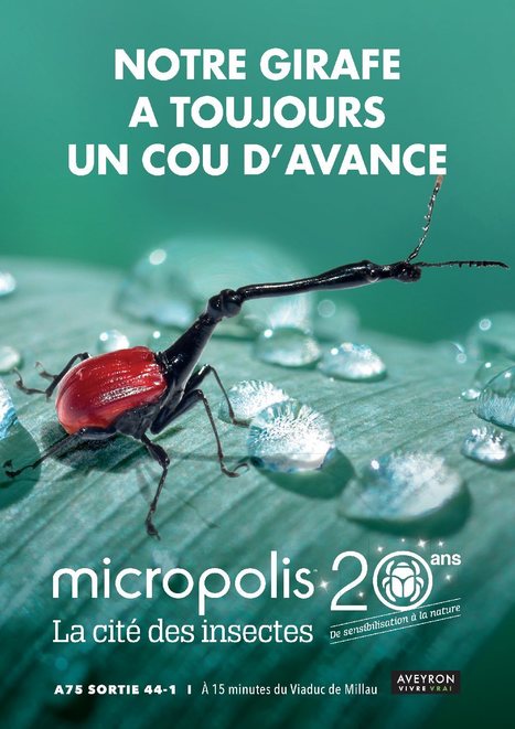 MICROPOLIS LA CITÉ DES INSECTES, St-Léons | Variétés entomologiques | Scoop.it
