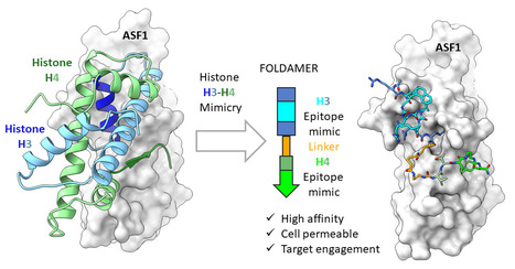 One foldamer, two histone epitopes: mimicking an extended protein interface. | I2BC Paris-Saclay | Scoop.it