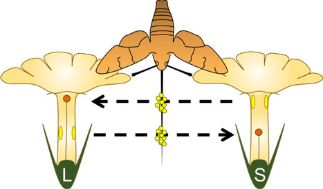 Le forsythia, ou l&rsquo;art flamboyant d&rsquo;annoncer le printemps | Les Colocs du jardin | Scoop.it