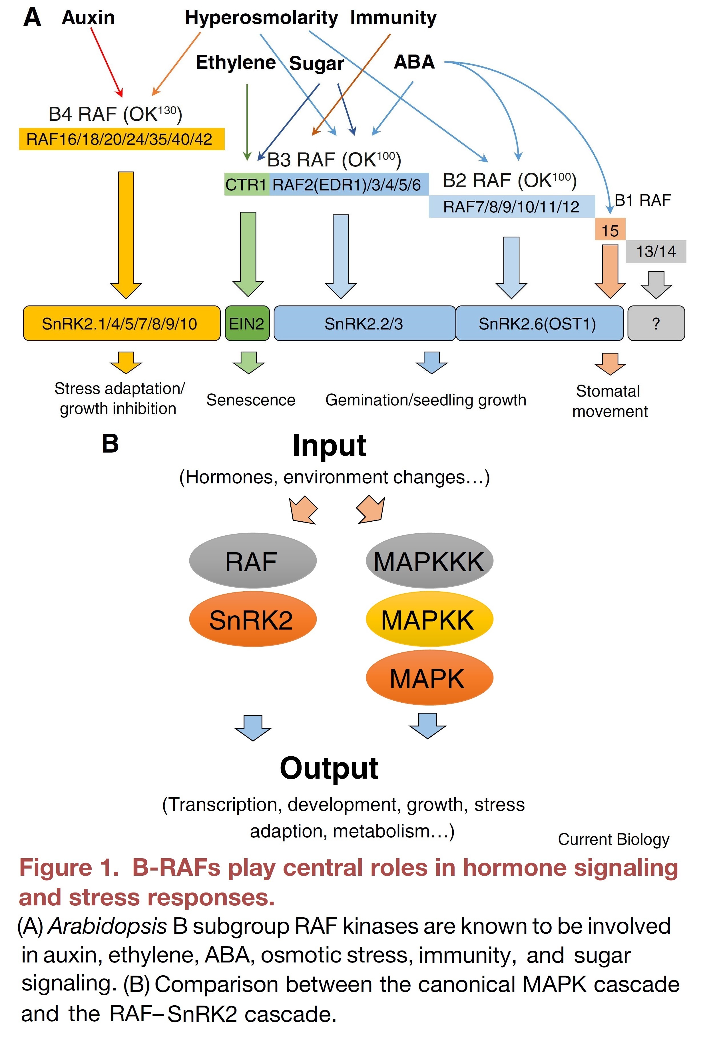 Plant physiology: RAF kinases claim a conserved...