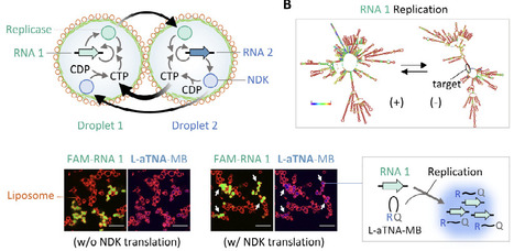 Molecular communication enables cooperative genomic RNA replication in all-aqueous droplet colonies | brvsb | RMH | Scoop.it