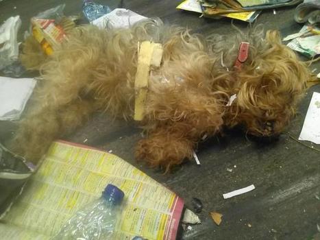 SMTD &ndash; Stop aux cadavres d&rsquo;animaux dans les poubelles jaunes&nbsp; | Vall&eacute;es d'Aure & Louron - Pyr&eacute;n&eacute;es | Scoop.it