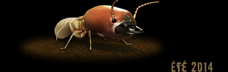 Termitia, un serious-game attendu pour cet été | Variétés entomologiques | Scoop.it