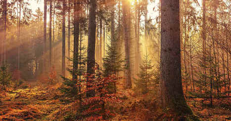 Cómo aprovechar la luz de otoño en tus fotografías | Educación, TIC y ecología | Scoop.it