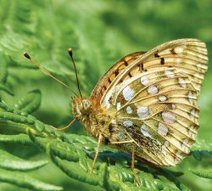 Le tout prochain Insectes   n° 196 - 1er tr. 2020 | Variétés entomologiques | Scoop.it