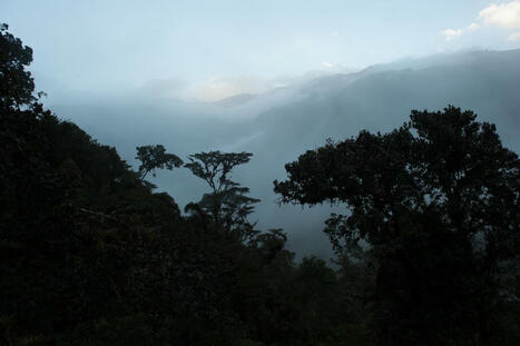 When in drought: Researchers map which parts of the Amazon are most vulnerable to climate change | University of Arizona News | Rainforest CLASSROOM | Scoop.it