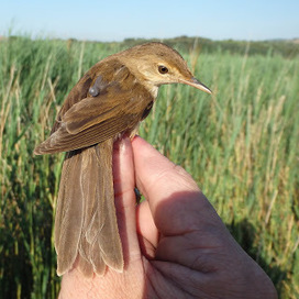 Un Atlas de la migration en France   | Les oiseaux au gré du vent | Scoop.it