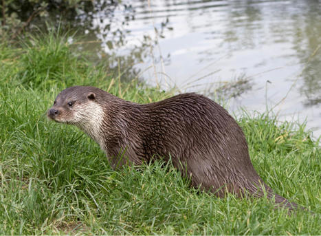 La Loutre découverte au cœur de Saint-Brieuc ! | Histoires Naturelles | Scoop.it