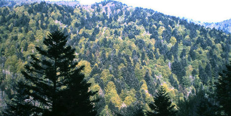 Les forêts d’Europe ne tempèrent pas le réchauffement climatique | Biodiversité | Scoop.it