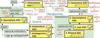 Eight types of stem cells in the life cycle of the moss Physcomitrella patens | Plant and Seed Biology | Scoop.it