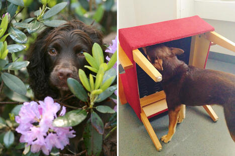 Elisan koirat kutsutaan apuun, kun pit&auml;&auml; selvitt&auml;&auml;, onko kotona lutikoita | 1Uutiset - Lukemisen t&auml;hden | Scoop.it