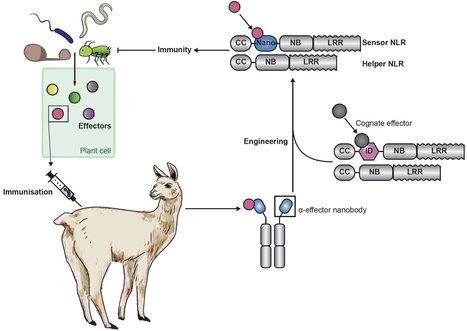 Science: NLR immune receptor–nanobody fusions confer plant disease resistance (2023) | Publications | Scoop.it