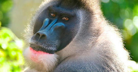 Pour protéger les primates, les scientifiques privés de selfies | Biodiversité | Scoop.it