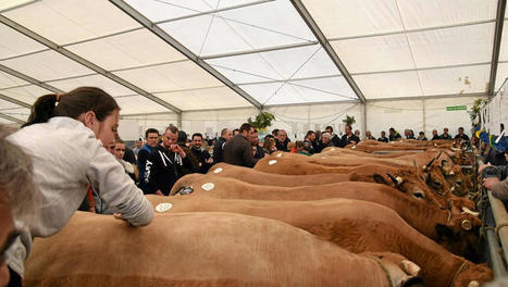 Tradition : les bœufs gras à la fête à Laguiole | Actualité Bétail | Scoop.it