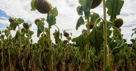 Sécheresse: «Si une solidarité dans le monde agricole existe, c’est maintenant qu’elle doit s’exprimer» – Libération | Agriculture et Alimentation Durable Méditerranéenne | Scoop.it