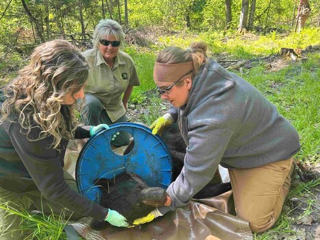 Michigan DNR removes plastic lid stuck on bear’s neck for 2 years - mlive.com | Industry 411 - Waste Management | Scoop.it