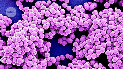 AI is taking on antibiotic resistance &mdash; here&rsquo;s how | nat | RMH | Scoop.it