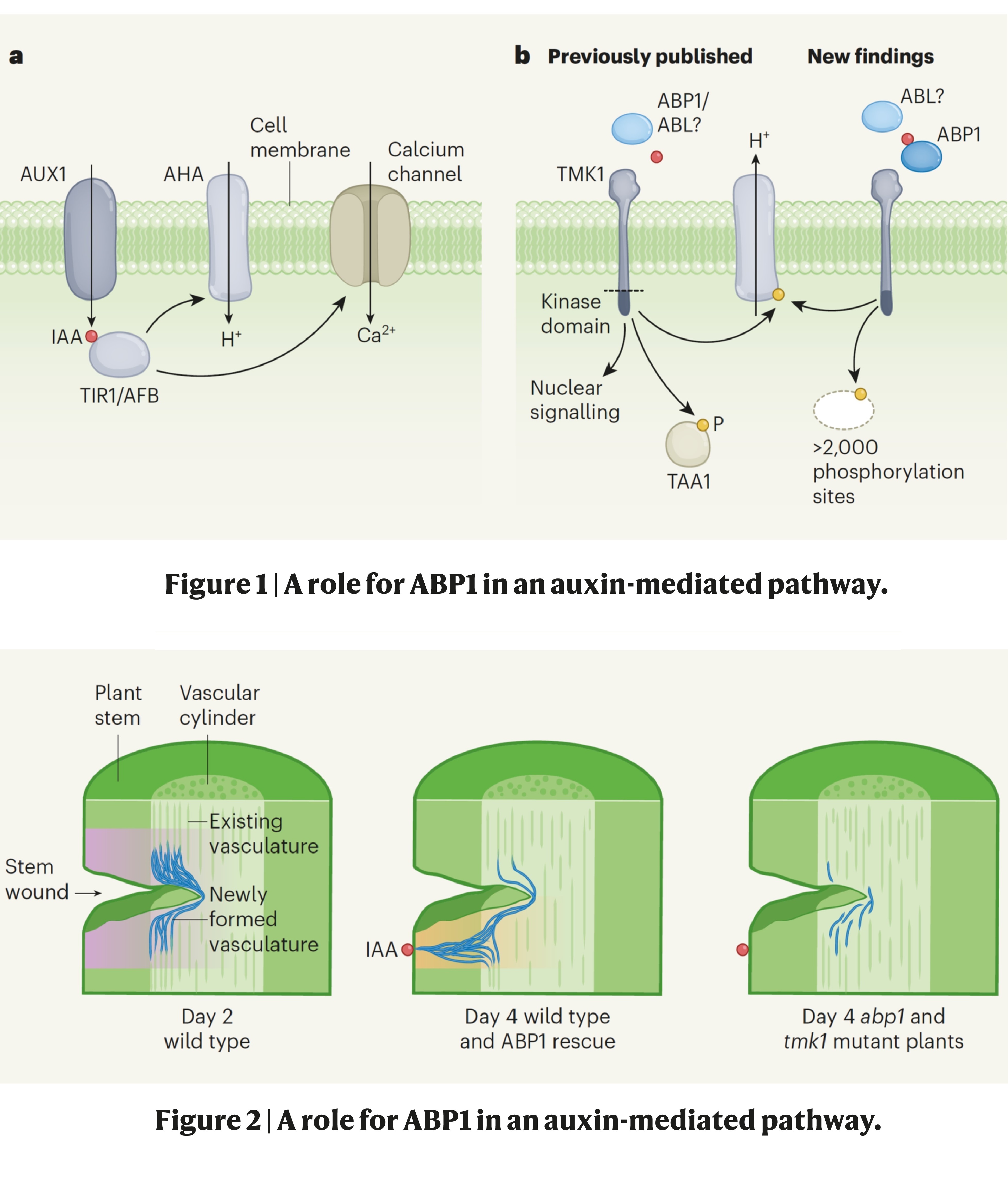A plant auxinbinding protein resurfaces after