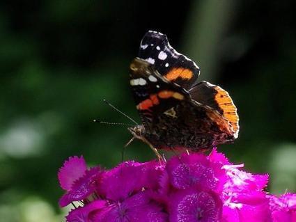 AU MOIS DE JUIN : Vulcain - Vanessa atalanta | Les Colocs du jardin | Scoop.it