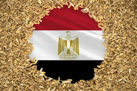 EGYPT’s wheat imports forecast at 13 million tonnes | World Grain | MED-Amin network | Scoop.it