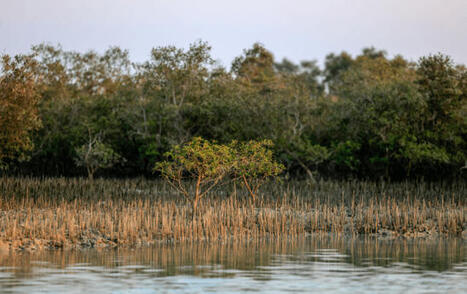 Energies renouvelables, voiliers-cargos, sauvetage des mangroves... Les cinq bonnes nouvelles de la rentrée | Energies Renouvelables | Scoop.it