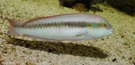 [Image: gotbGEZUdes5HqWAyWkRATl72eJkfbmt4t8yenIm...tABnaLJIm9]