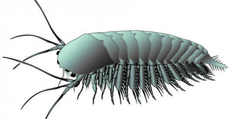 New Fossils Sheds Light on What Ancestral Brains of Arthropods Looked Like | Amazing Science | Scoop.it