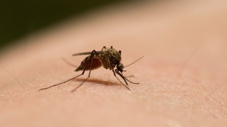 Scientists find key to more effective DEET alternatives | GizMag.com | @The Convergence of ICT, the Environment, Climate Change, EV and HEV Transportation & Distributed Renewable Energy | Scoop.it