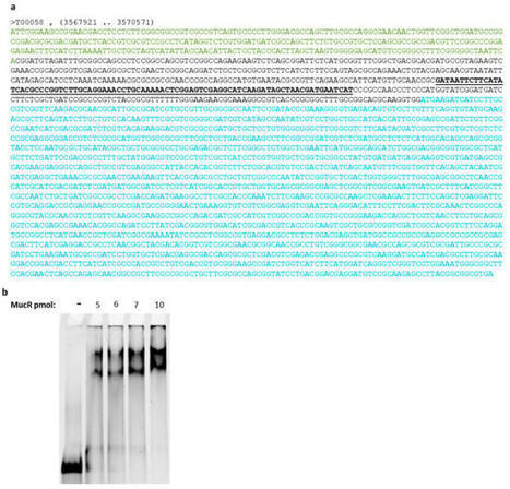 Ijms Free Full Text The Ros Mucr Zinc Finger Protein Family In