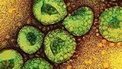 Fears grow over deadly new virus | Virology News | Scoop.it