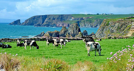 Une collecte record en Irlande | Economie de l'Elevage | Scoop.it