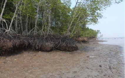 Nutritional composition of suspended particulate matter in a tropical mangrove creek during a tidal cycle (Can Gio, Vietnam) - UMR BOREA | Biodiversité | Scoop.it
