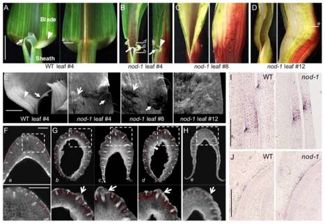 The Maize MID-COMPLEMENTING ACTIVITY Homolog CELL NUMBER REGULATOR13/NARROW ODD DWARF Coordinates Organ Growth and Tissue Patterning | The Plant Cell | Scoop.it