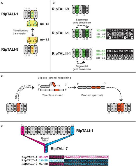 Frontiers: TALE-Like Effectors Are an Ancestral Feature of the Ralstonia solanacearum Species Complex and Converge in DNA Targeting Specificity (2016) | Plant Pathogenomics | Scoop.it