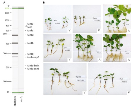 Review In Front Plant Sci • Belzile/Bélanger/Torkamaneh Labs 2022 • The SoyaGen Project: Putting Genomics to Work for Soybean Breeders | Reviews | Scoop.it