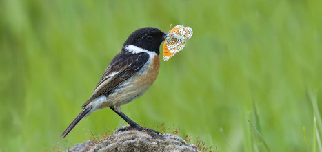 Camouflage ou couleurs vives: la surprenante stratégie des animaux pour survivre face aux prédateurs | EntomoNews | Scoop.it