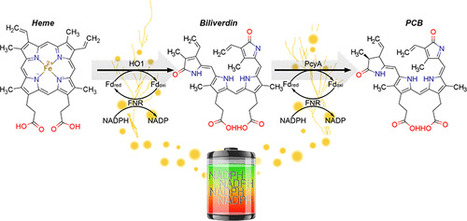 Biosynthesis of Orthogonal Molecules Using Ferredoxin and Ferredoxin-NADP+ Reductase Systems Enables Genetically Encoded PhyB Optogenetics - ACS Syn | RMH | Scoop.it