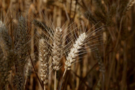 JORDAN issues tender to buy up to 120,000 T of WHEAT, traders say | MED-Amin network | Scoop.it