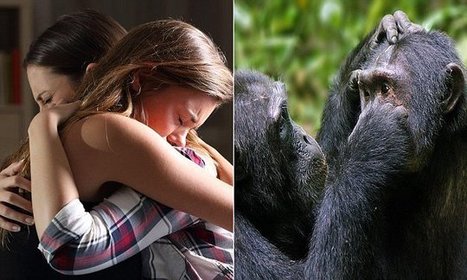 Study finds people console victims of violence the same way as chimps:  cause in both cases is a sense of empathy . | Empathy and Animals | Scoop.it